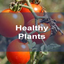 Aquaponics-Healthy Tomato Plants