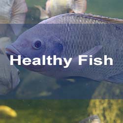 Aquaponics Keeps Symbiotic Fish Healthy
