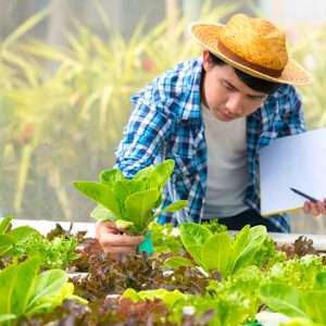 A man in plaid shirt and hat looking at plants.