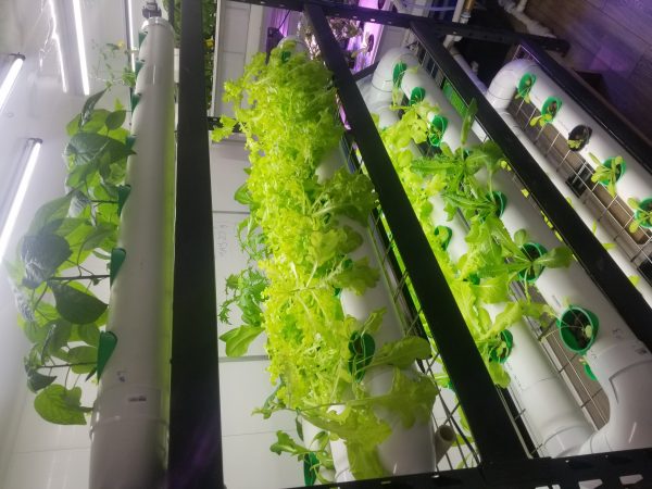 A close up of lettuce growing in a greenhouse