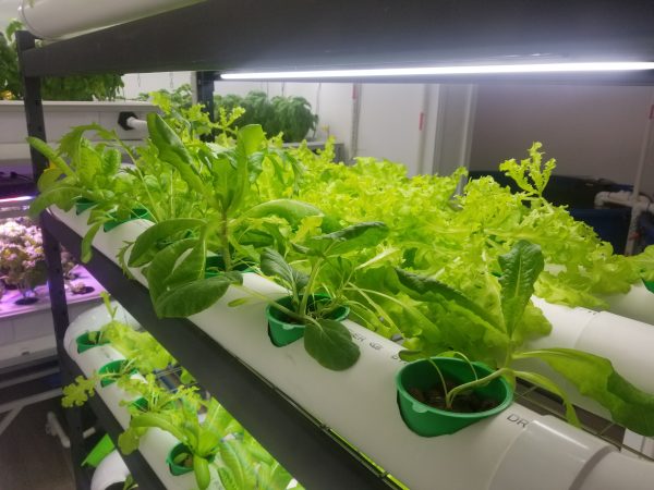 A row of lettuce growing in a green house.