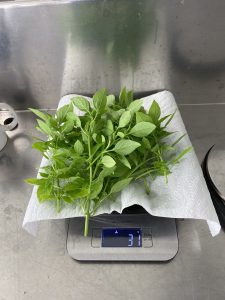 A plant is sitting on the scale and it's weight
