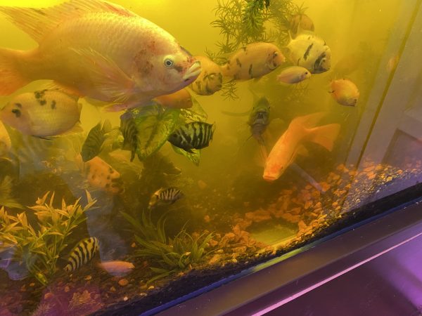 A group of fish swimming in an aquarium.