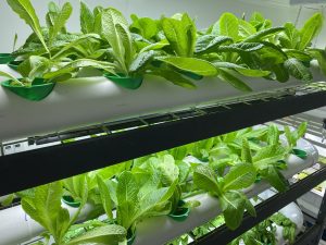 A row of lettuce growing in a greenhouse.