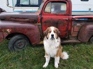 A dog sitting in front of an old red truck.