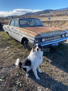 A dog sitting in front of an old car.