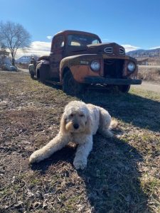 A dog laying on the ground next to an old truck.