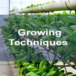 A picture of some plants growing in a greenhouse.