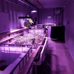 A room filled with lots of plants and lights.