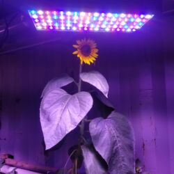 A sunflower is shown under an led light.