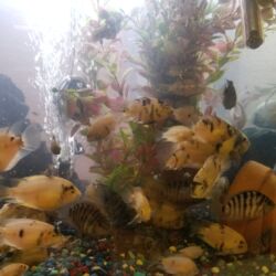 A group of fish swimming in an aquarium.