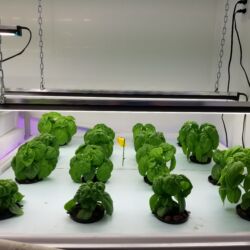 A row of lettuce growing in a grow light.