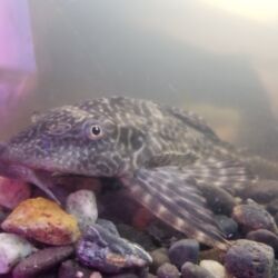 A small fish is sitting on some rocks