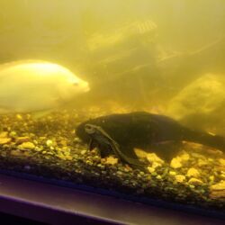 A fish swimming in an aquarium with rocks and water.
