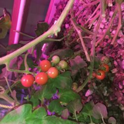A plant with red berries growing in it.